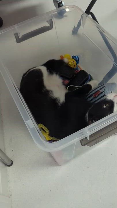Enlarge Geoff, a ADOPTABLE Tuxedo in Norwalk , CT video 6/6
