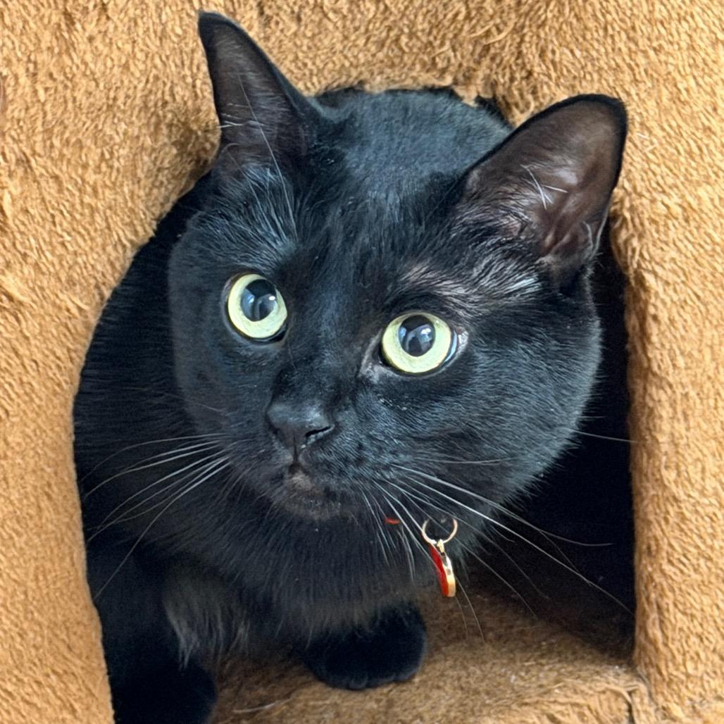 Ramen, Adoptable, Adult Female Domestic Short Hair.