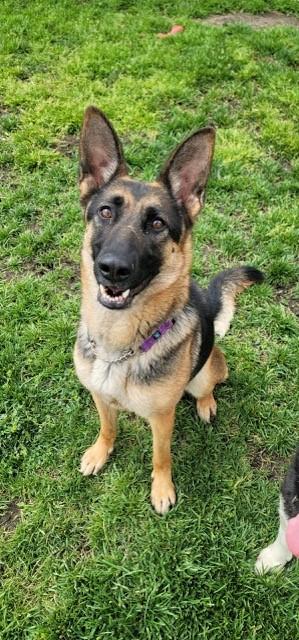 Dog For Adoption Nelly A German Shepherd Dog In Manteca CA Petfinder Dog For Adoption Nelly A German Shepherd Dog In Manteca CA Petfinder