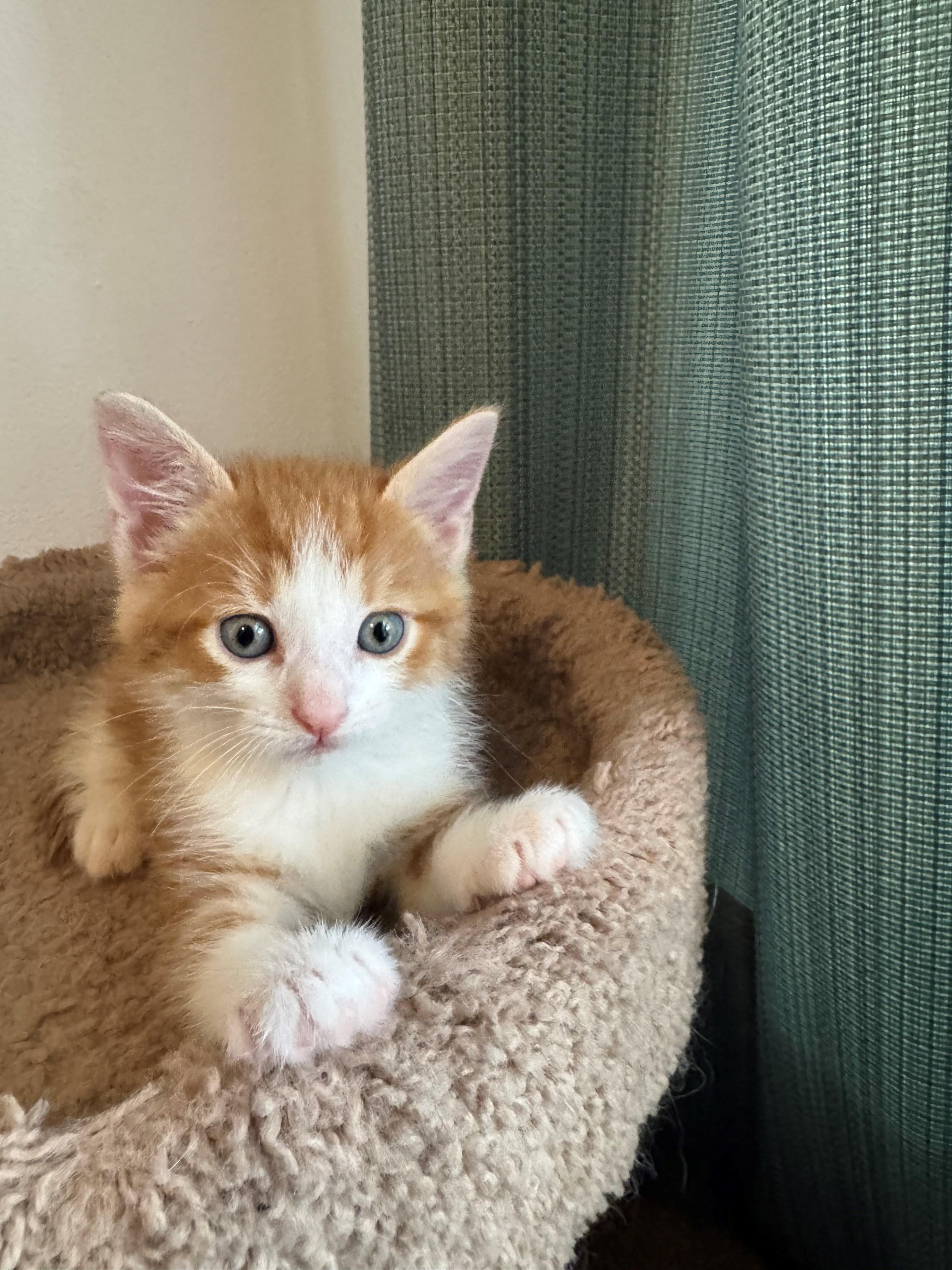 Andy, ADOPTABLE, Kitten Male Domestic Short Hair.
