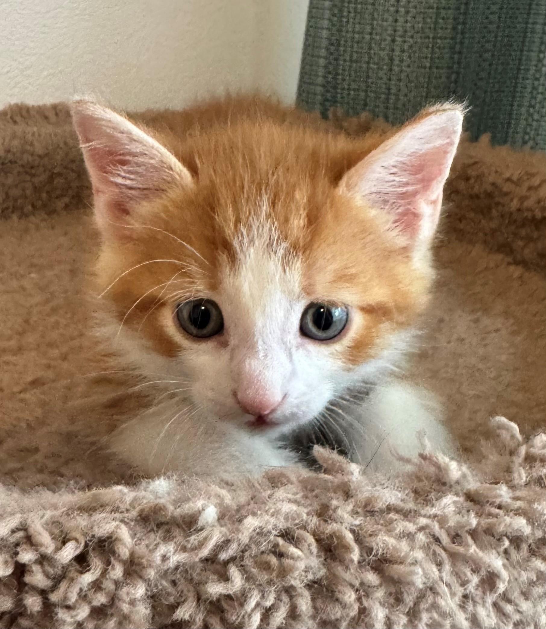 Enlarge Andy, a ADOPTABLE mixed breed in Oshawa, ON image 2/3