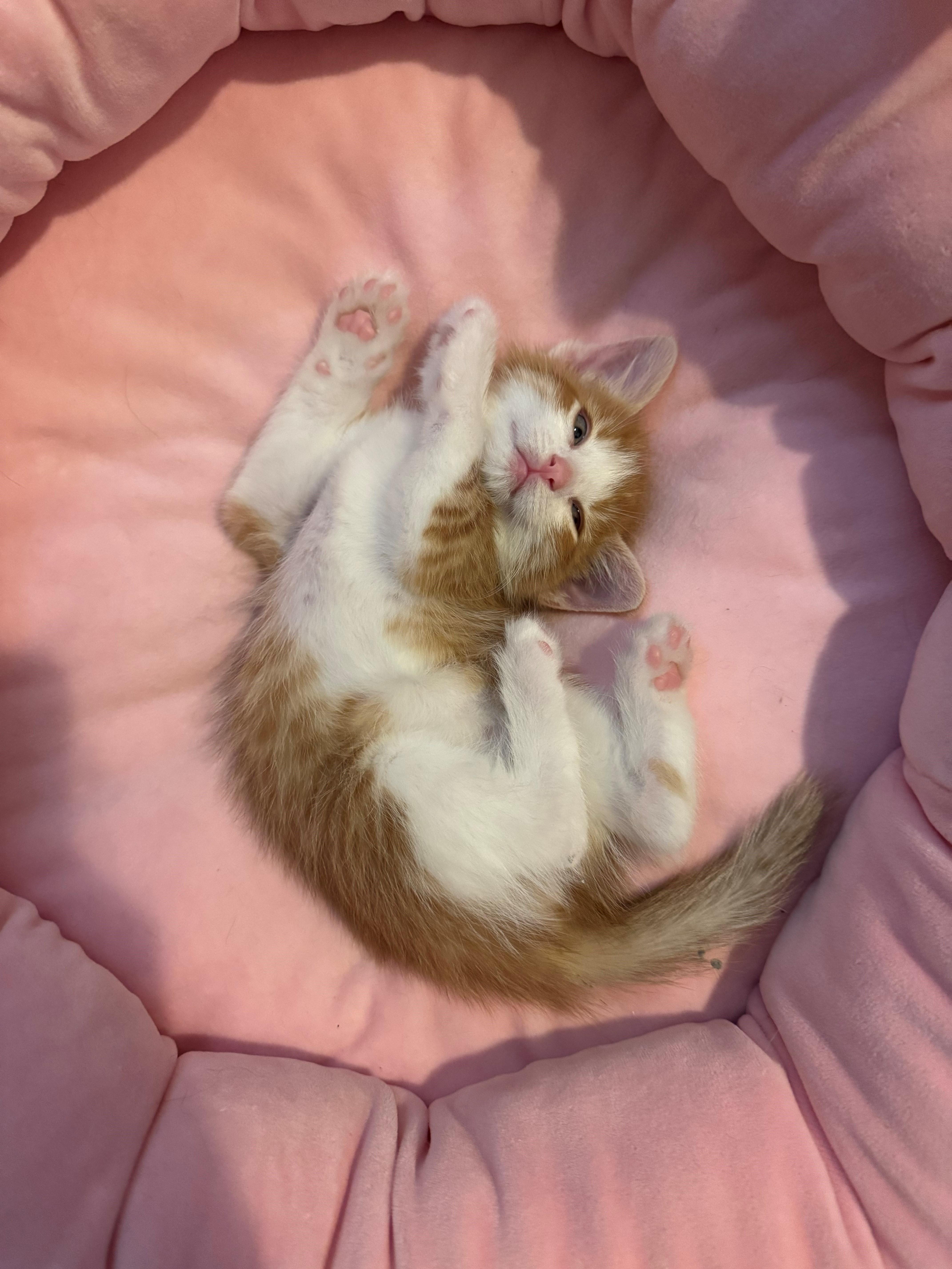 Enlarge Andy, a ADOPTABLE mixed breed in Oshawa, ON image 3/3