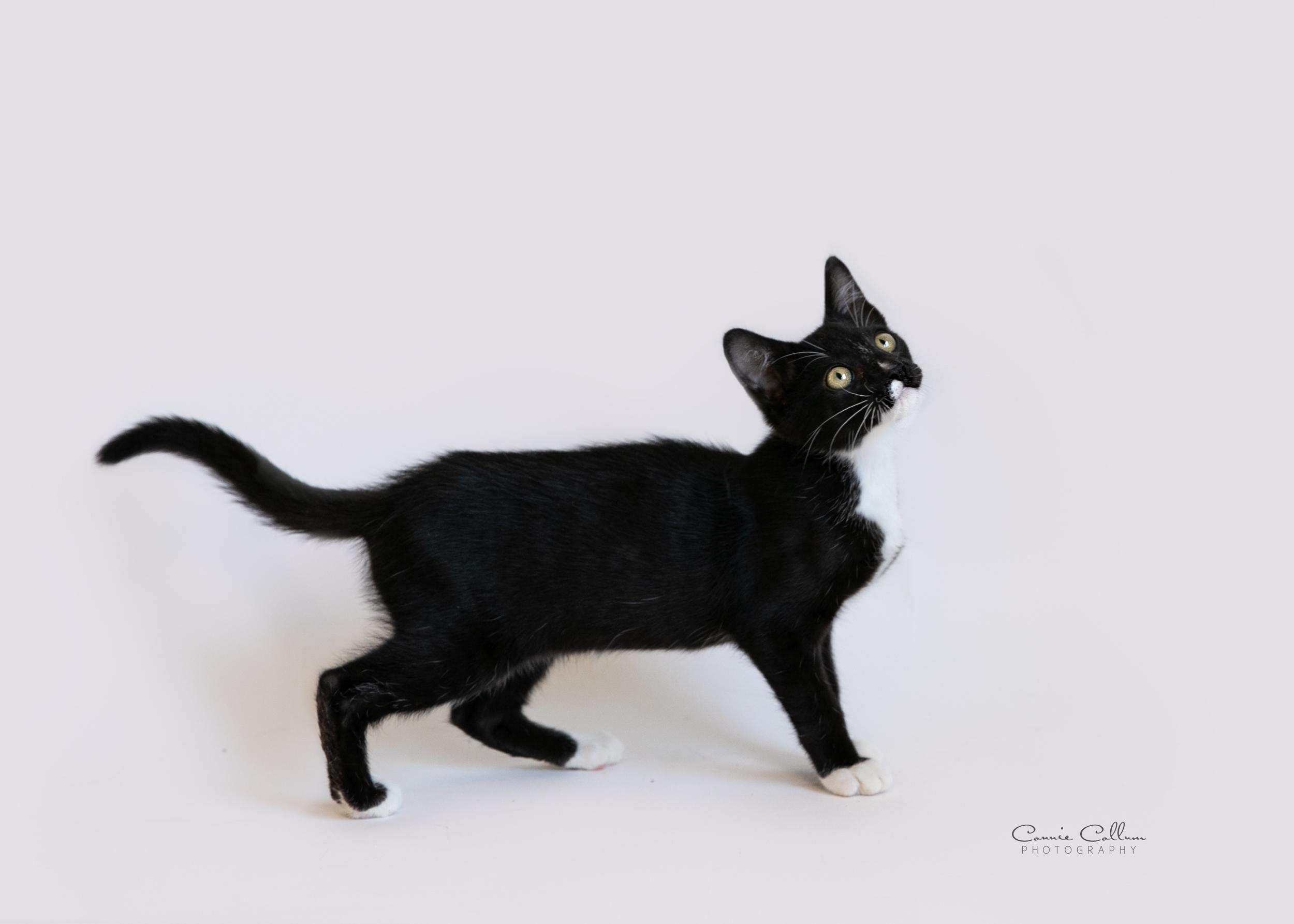 Enlarge Orlando, a Adopted Domestic Short Hair in Homewood, AL image 2/4