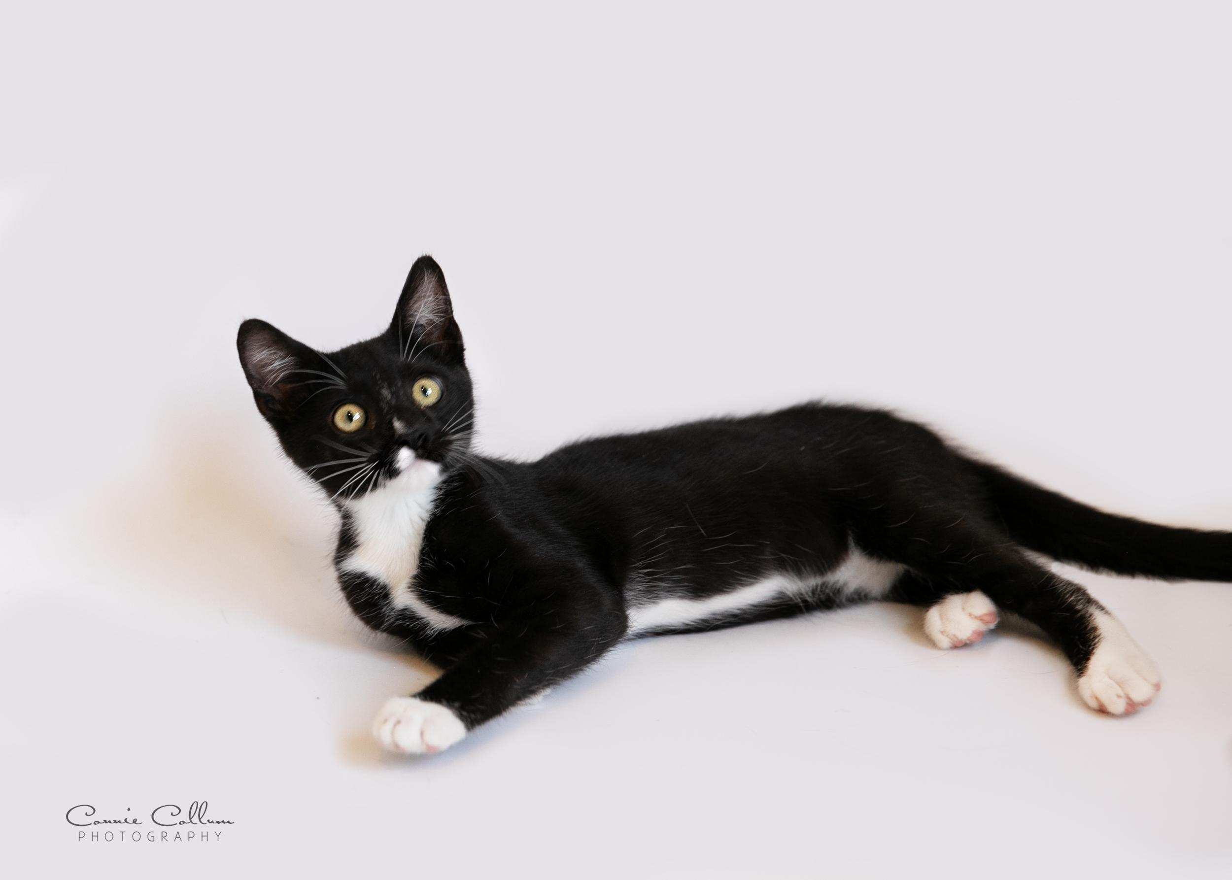 Enlarge Orlando, a Adopted Domestic Short Hair in Homewood, AL image 4/4