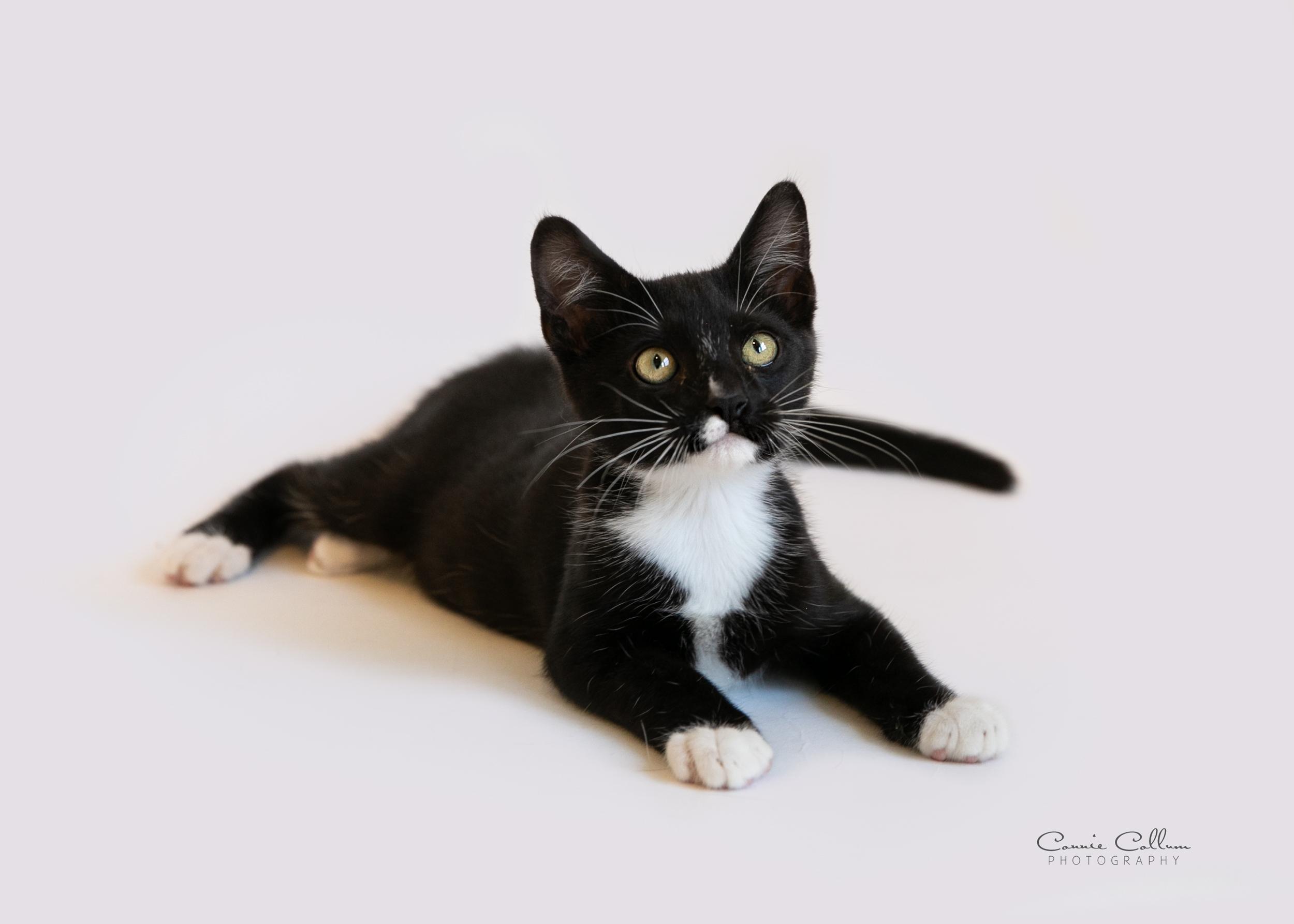 Enlarge Orlando, a Adopted Domestic Short Hair in Homewood, AL image 3/4