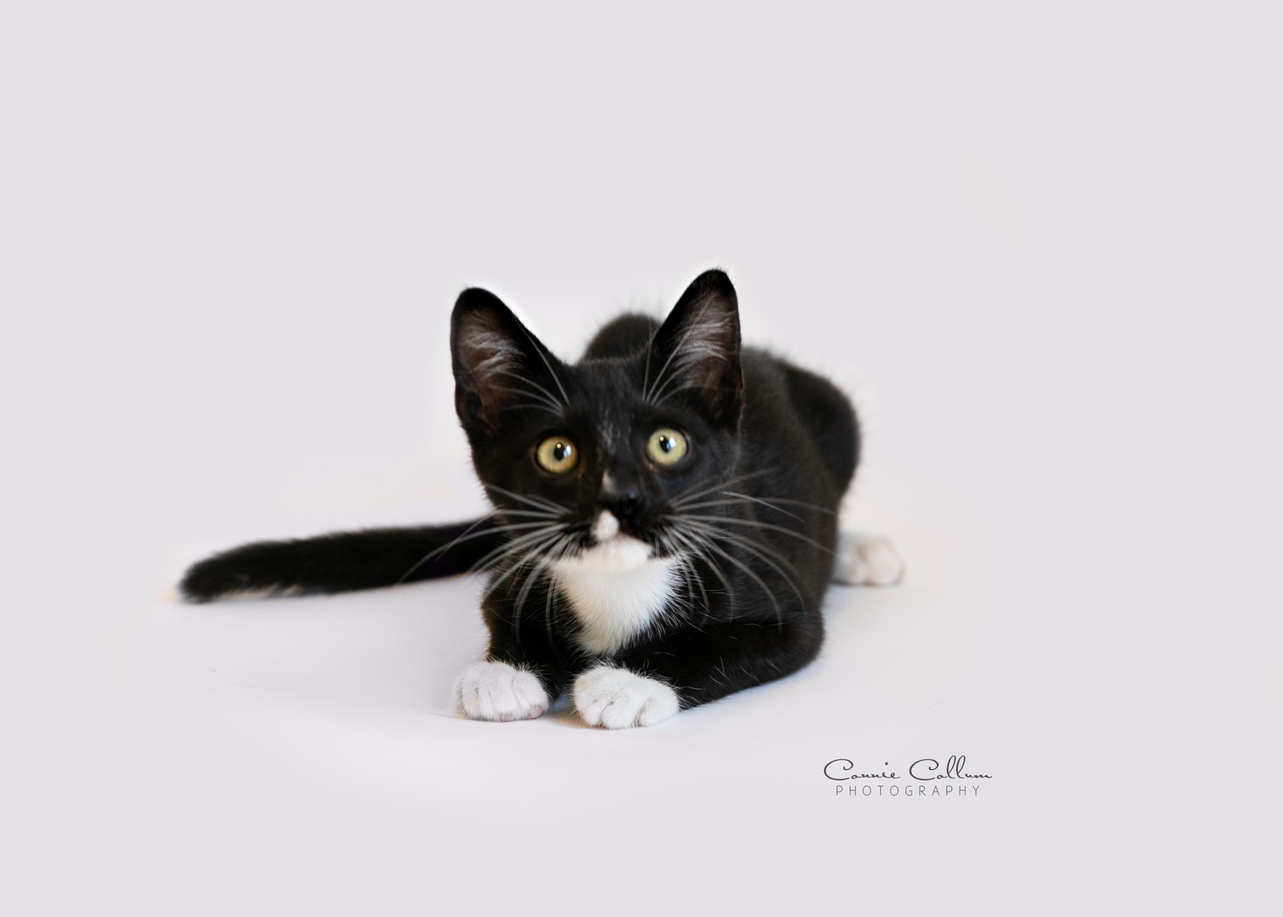 Enlarge Orlando, a Adopted Domestic Short Hair in Homewood, AL image 1/4