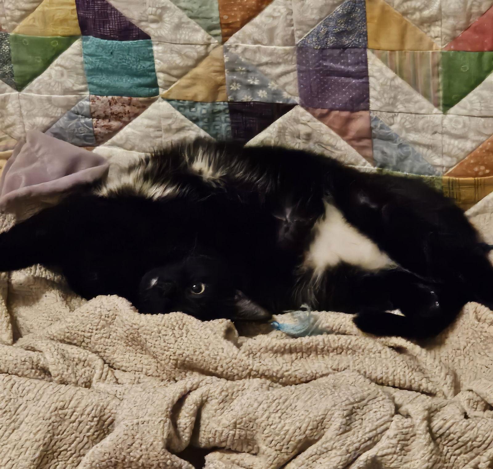 Neeko, Adoptable, Young Female Domestic Short Hair.