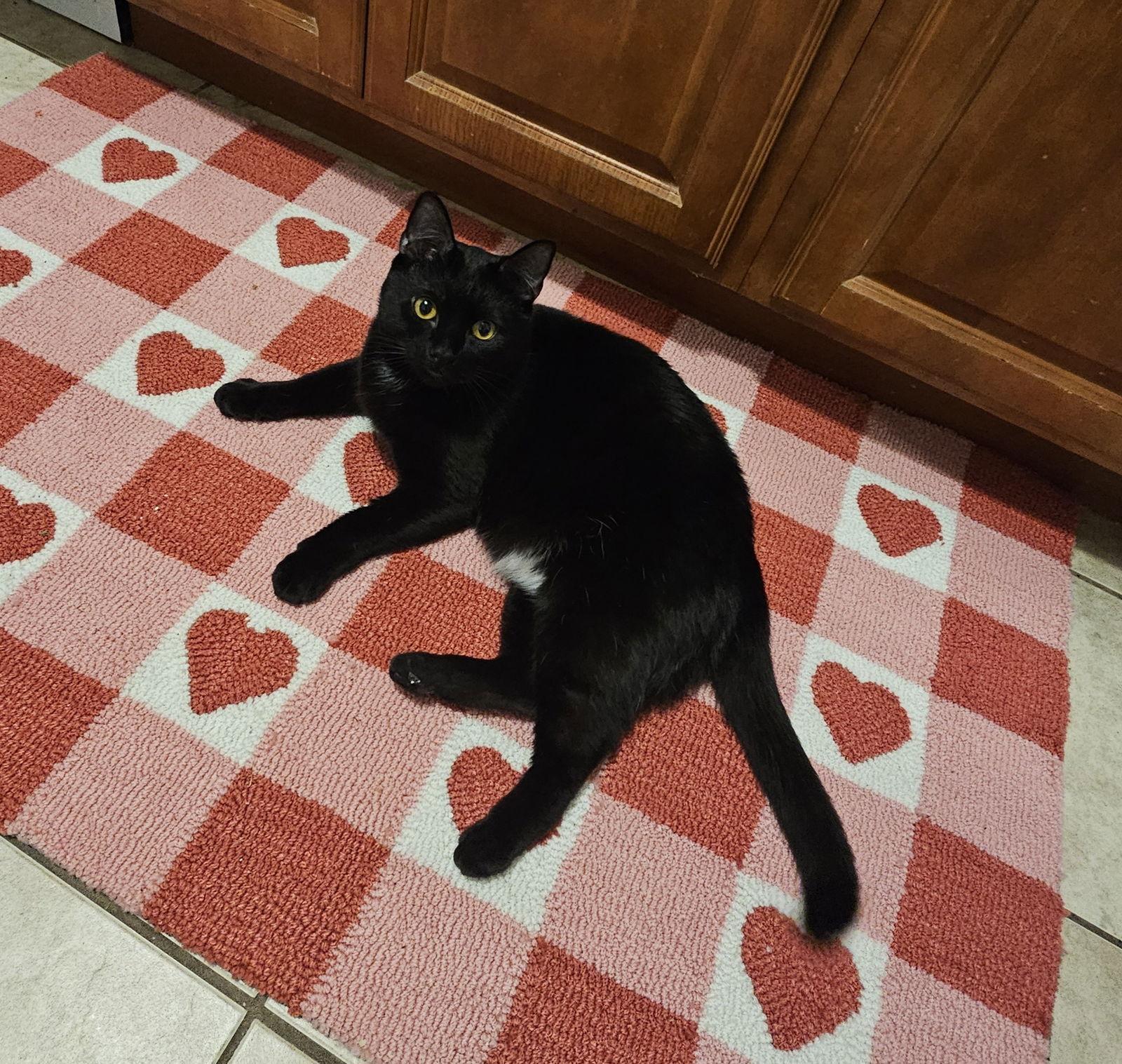 Neeko, Adoptable, Young Female Domestic Short Hair.