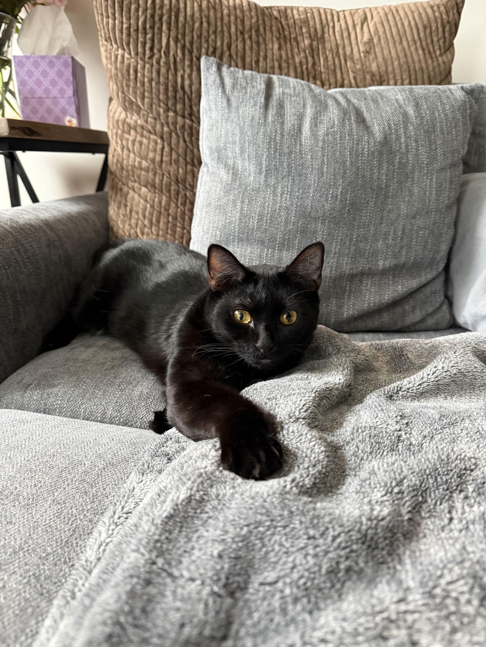 Enlarge Neeko, a Adoptable Domestic Short Hair in Somerville, MA image 2/3