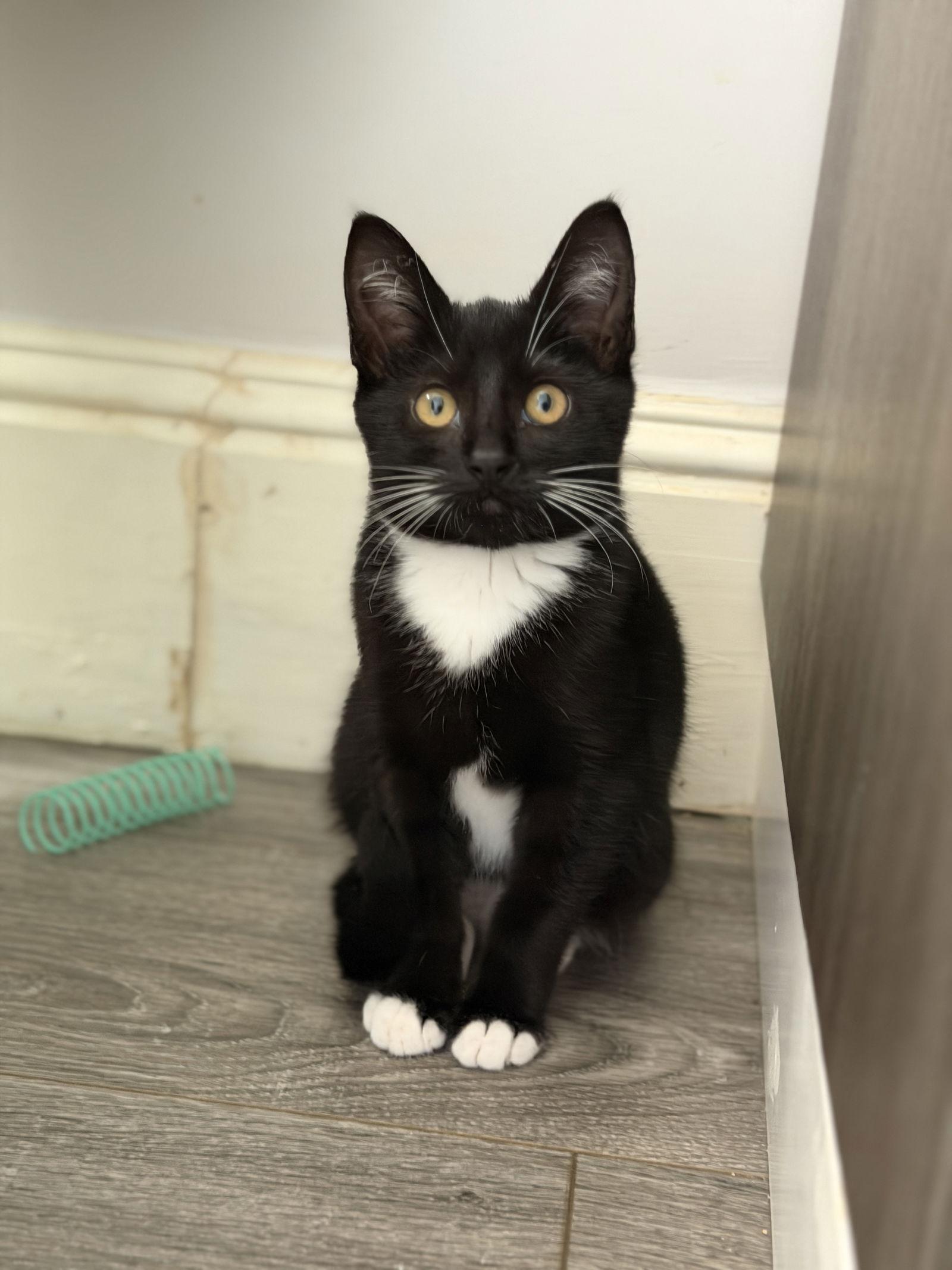 Blue and Bianca, Adoptable, Young Female Domestic Short Hair & Tuxedo.