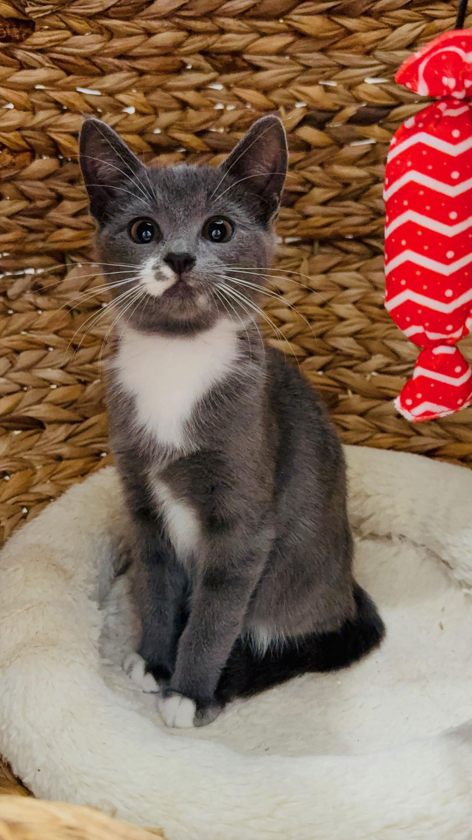 Enlarge Blue and Bianca, a Adoptable mixed breed in Orlando, FL image 2/3