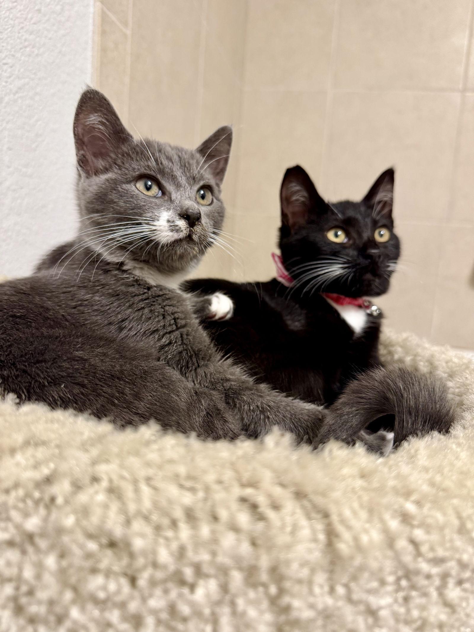 Enlarge Blue and Bianca, a Adoptable mixed breed in Orlando, FL image 3/3