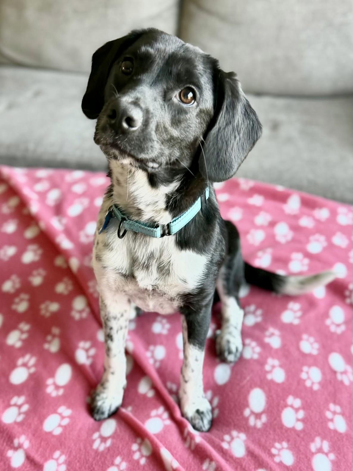 Enlarge Mae, a ADOPTABLE Mixed Breed in Rochester, MN image 4/6