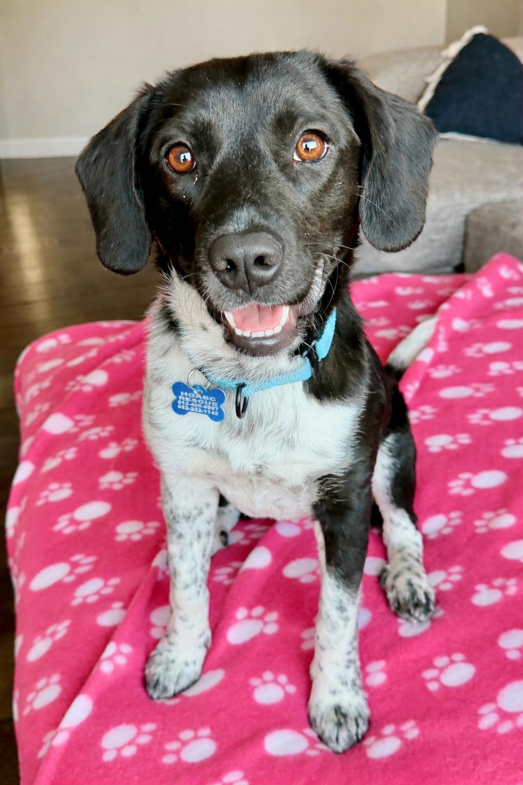 Enlarge Mae, a ADOPTABLE Mixed Breed in Rochester, MN image 1/6