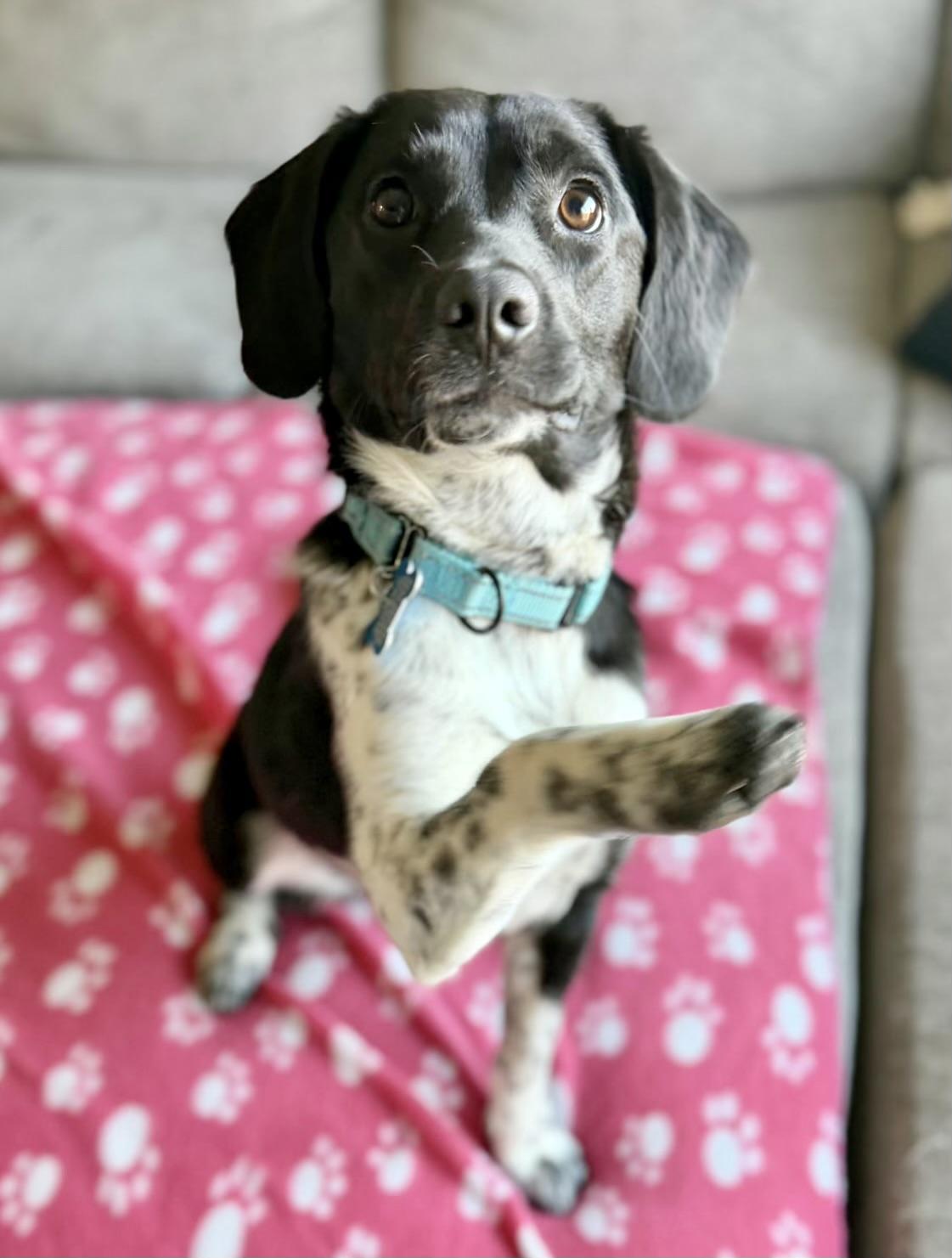 Enlarge Mae, a ADOPTABLE Mixed Breed in Rochester, MN image 5/6