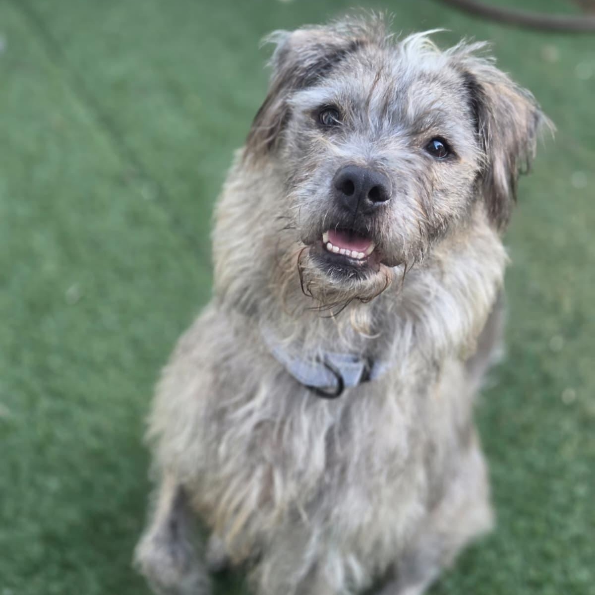 Simon, Adoptable, Young Male Terrier & Border Terrier.