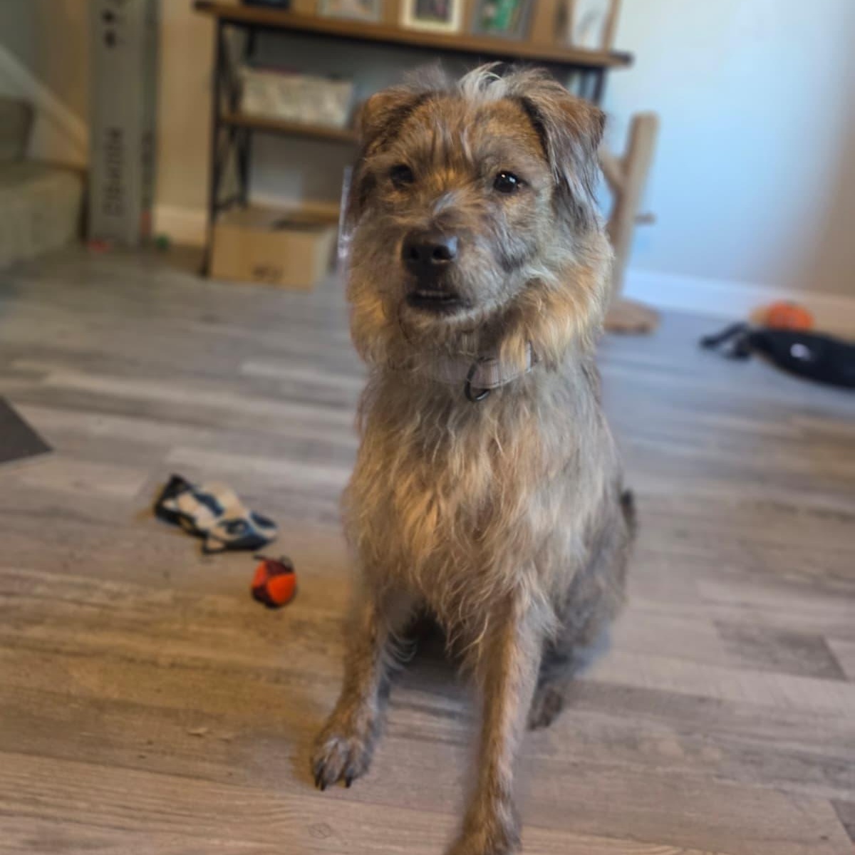 Enlarge Simon, a Adoptable mixed breed in Annapolis, MD image 3/5