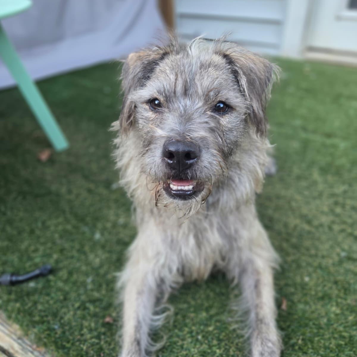 Simon, Adoptable, Young Male Terrier.