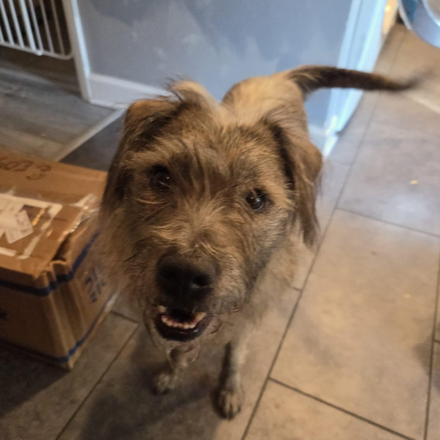 Enlarge Simon, a Adoptable mixed breed in Annapolis, MD image 4/5