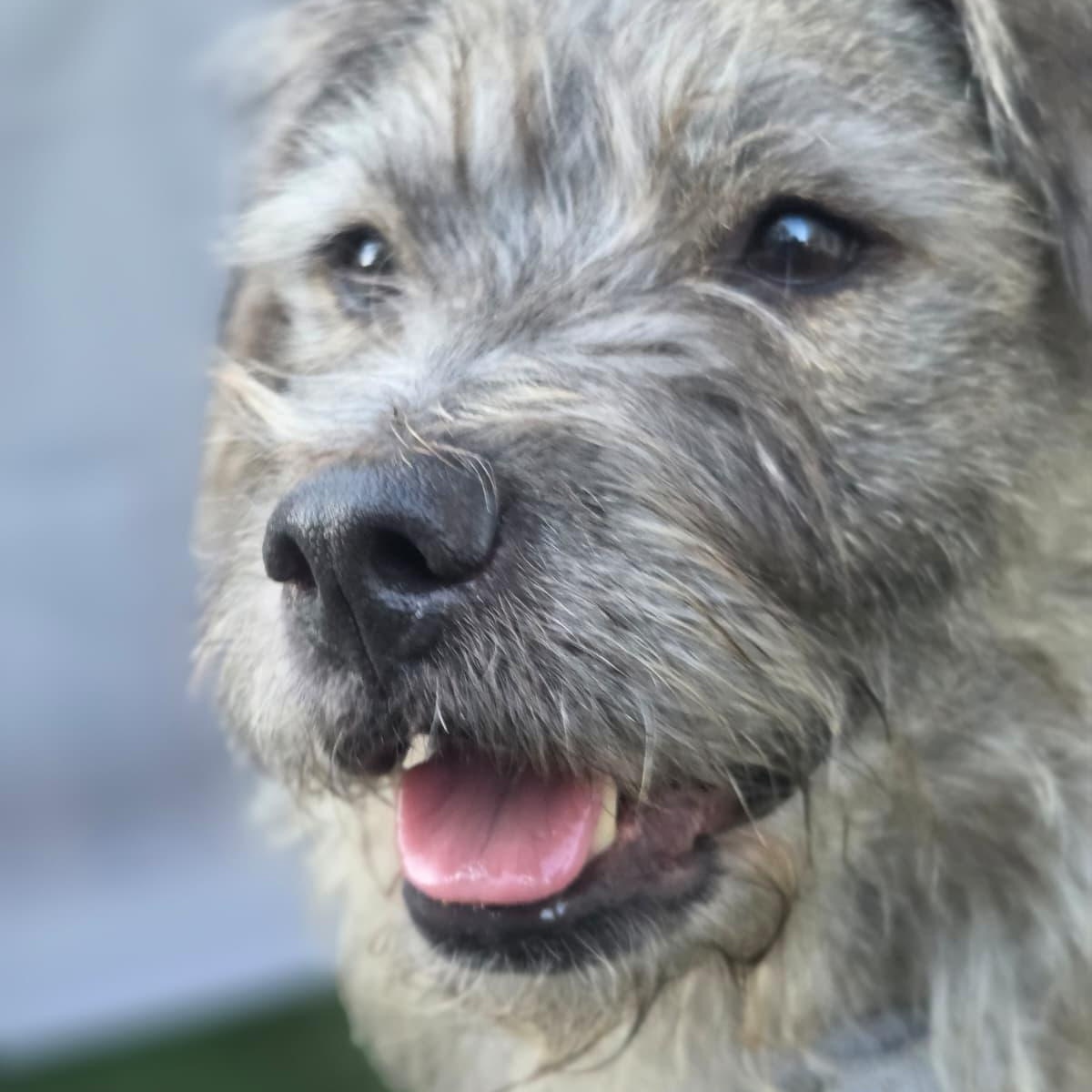 Enlarge Simon, a Adoptable mixed breed in Annapolis, MD image 5/5