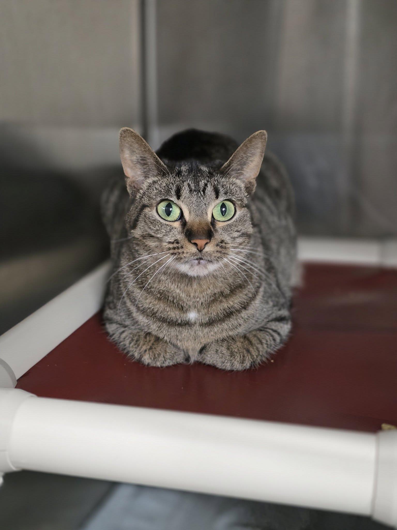Luna, ADOPTABLE, Adult Female Tiger.
