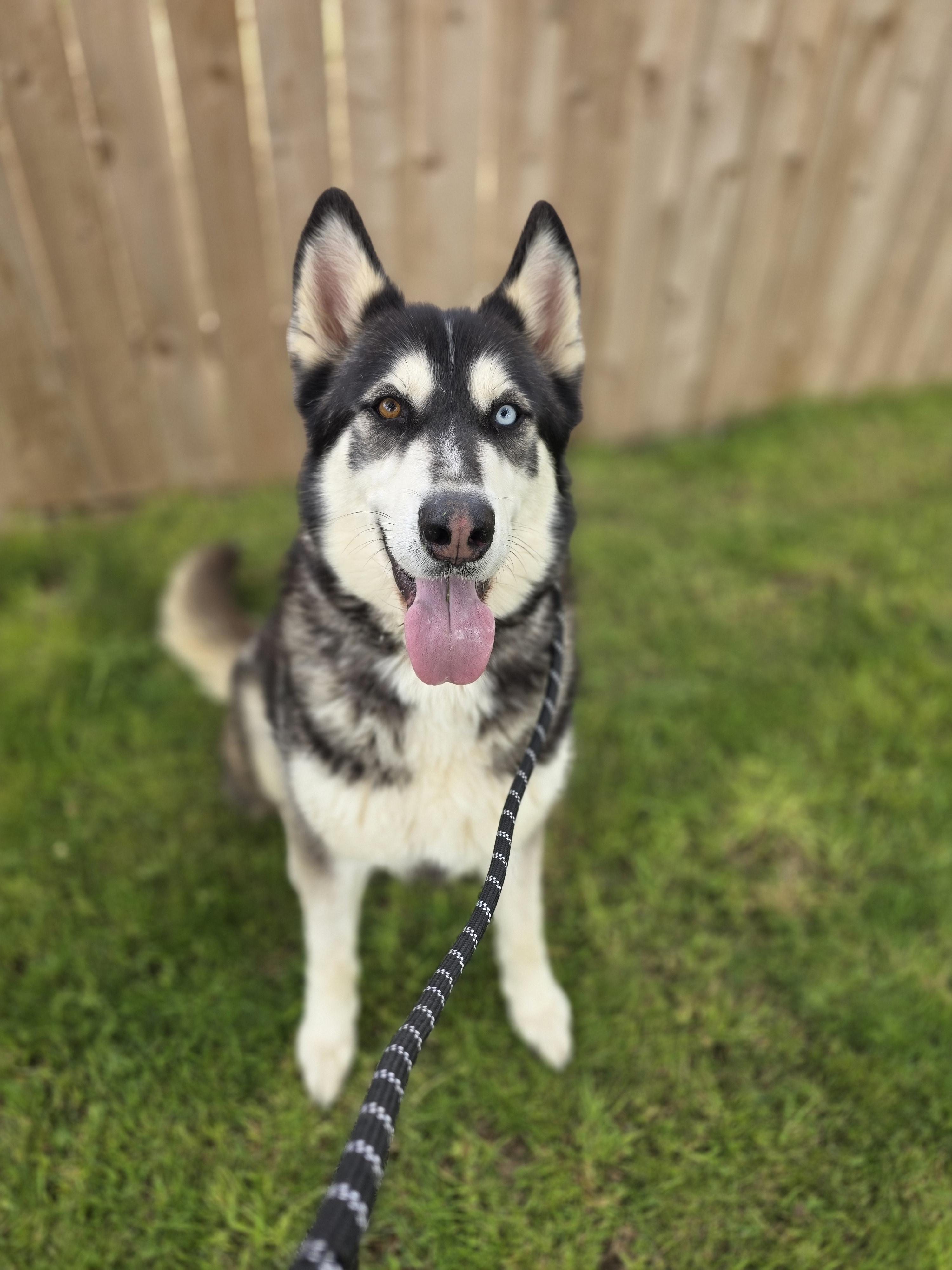 Maverick, Adoptable, Adult Male Alaskan Malamute.