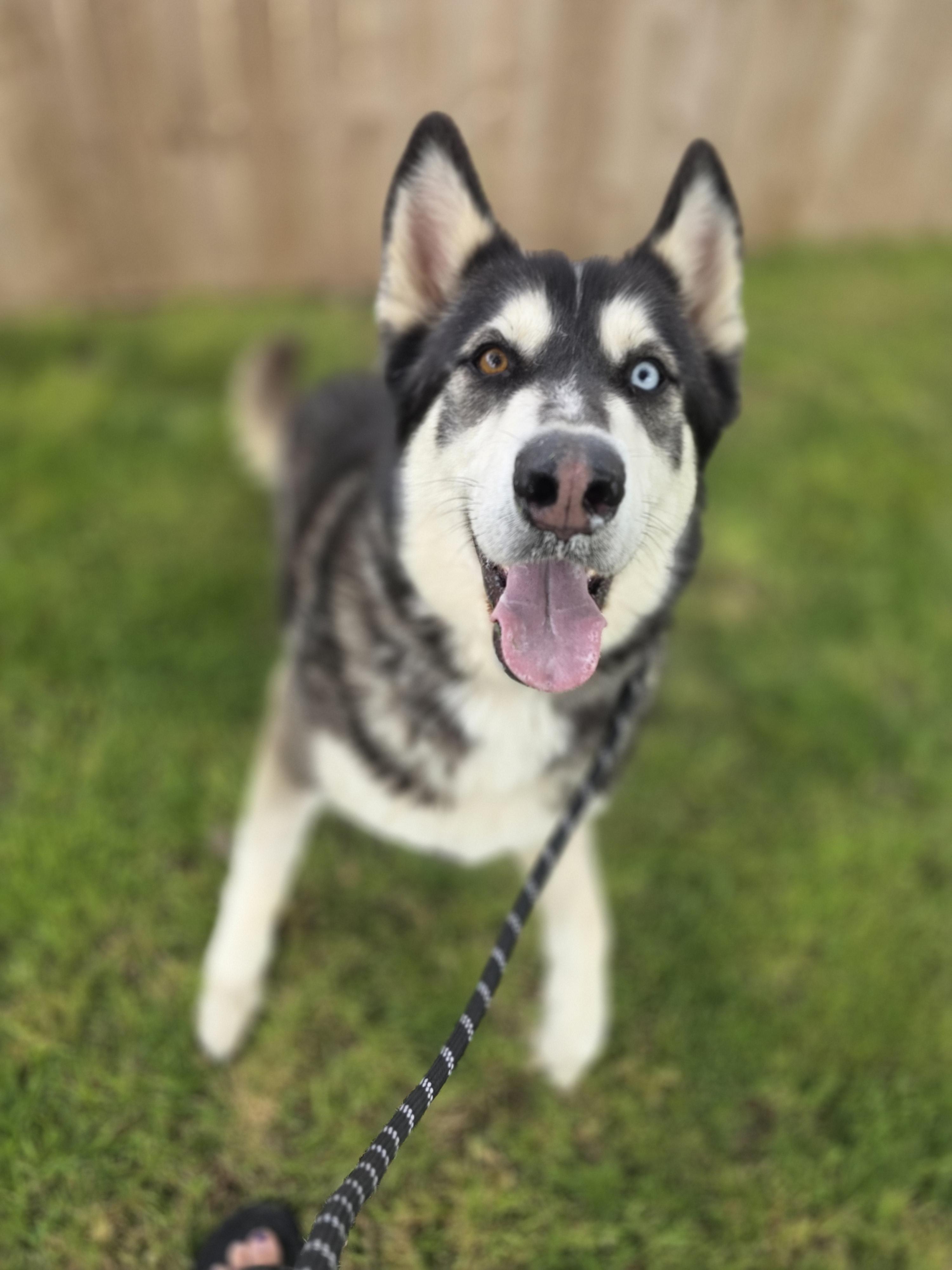 Enlarge Maverick, a Adoptable Alaskan Malamute in Seattle, WA image 2/3