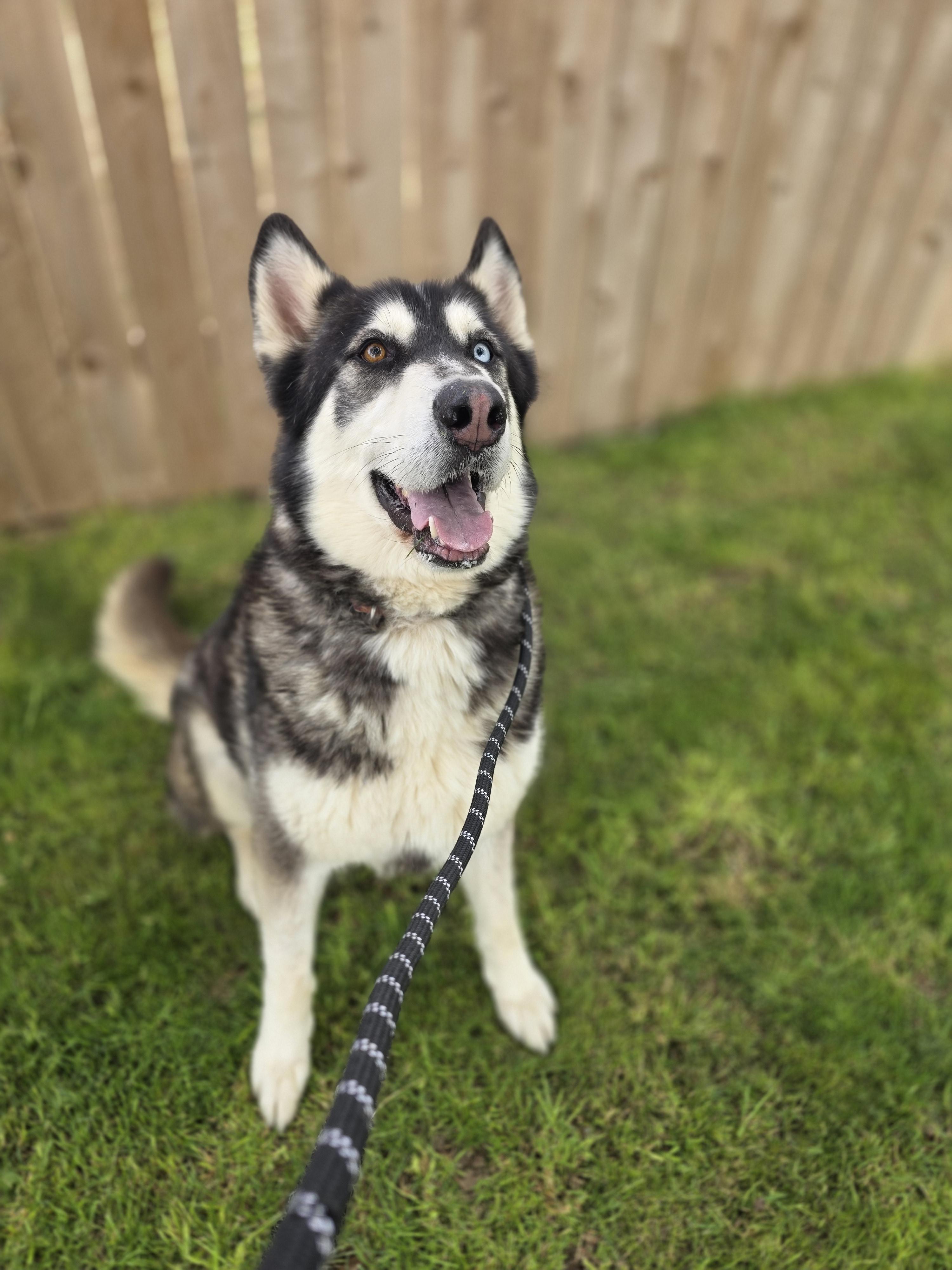 Enlarge Maverick, a Adoptable Alaskan Malamute in Seattle, WA image 3/3
