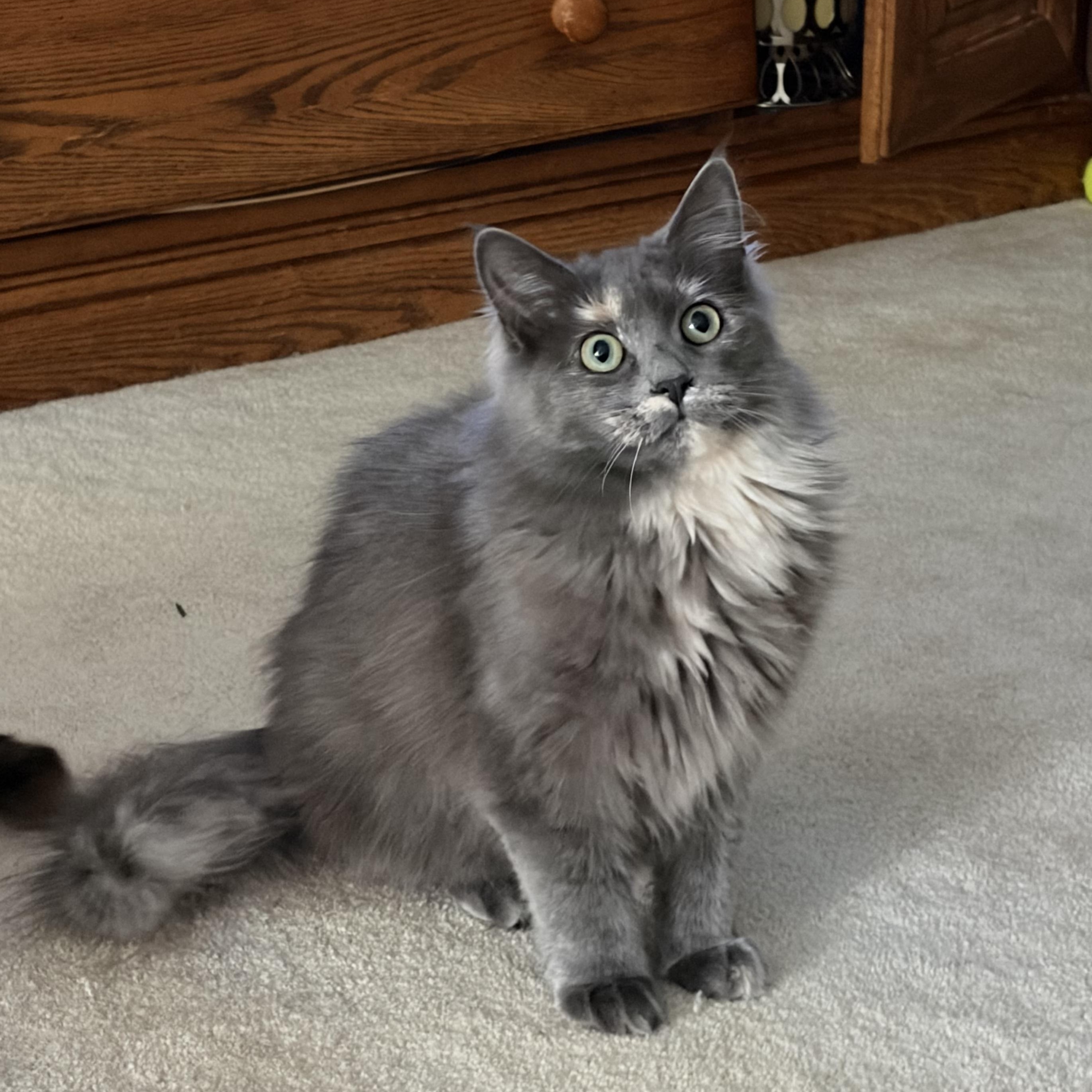 Enlarge Cove (special girl), a ADOPTABLE Domestic Long Hair in South Lyon, MI image 3/3