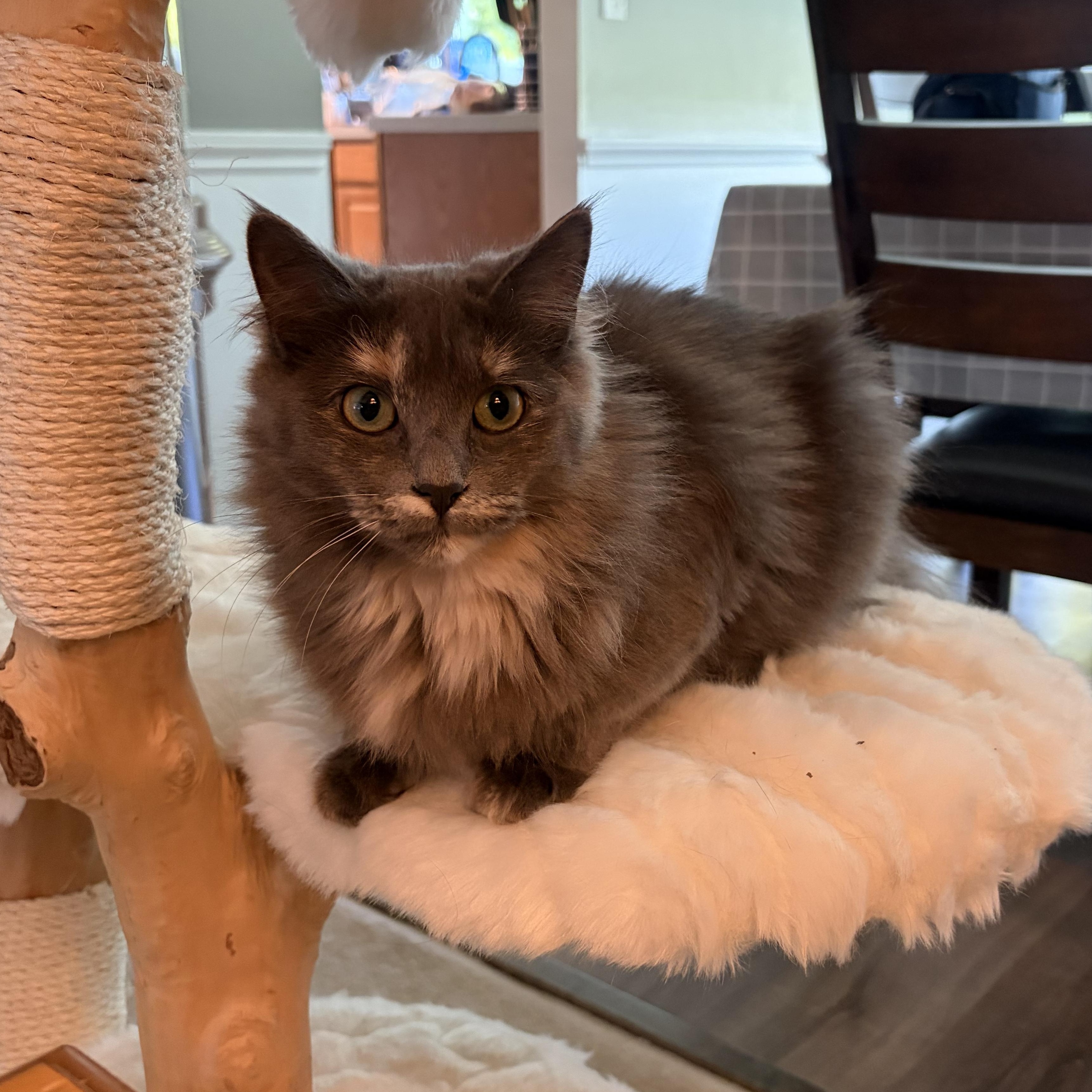Enlarge Cove (special girl), a ADOPTABLE Domestic Long Hair in South Lyon, MI image 2/3