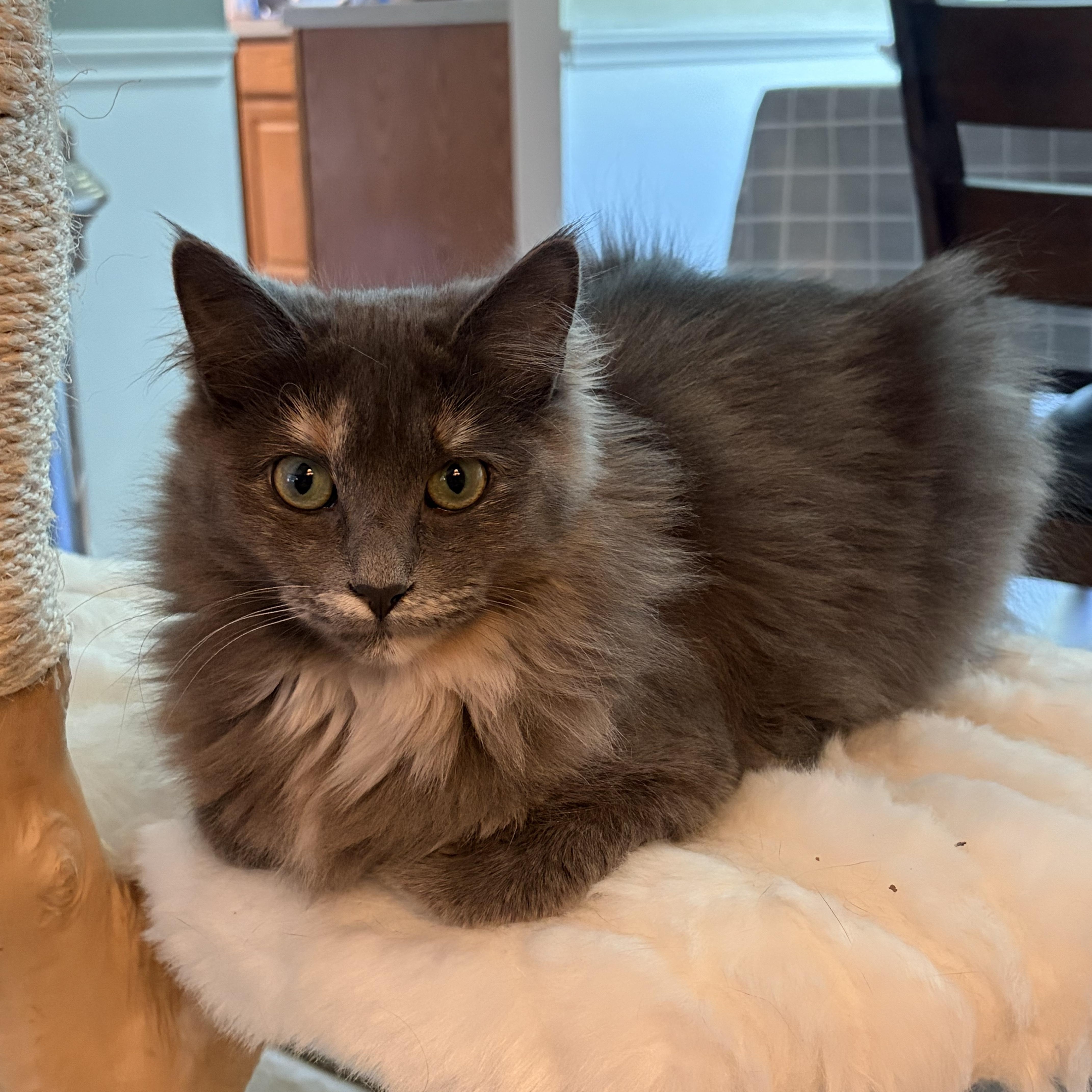 Enlarge Cove (special girl), a ADOPTABLE Domestic Long Hair in South Lyon, MI image 1/3