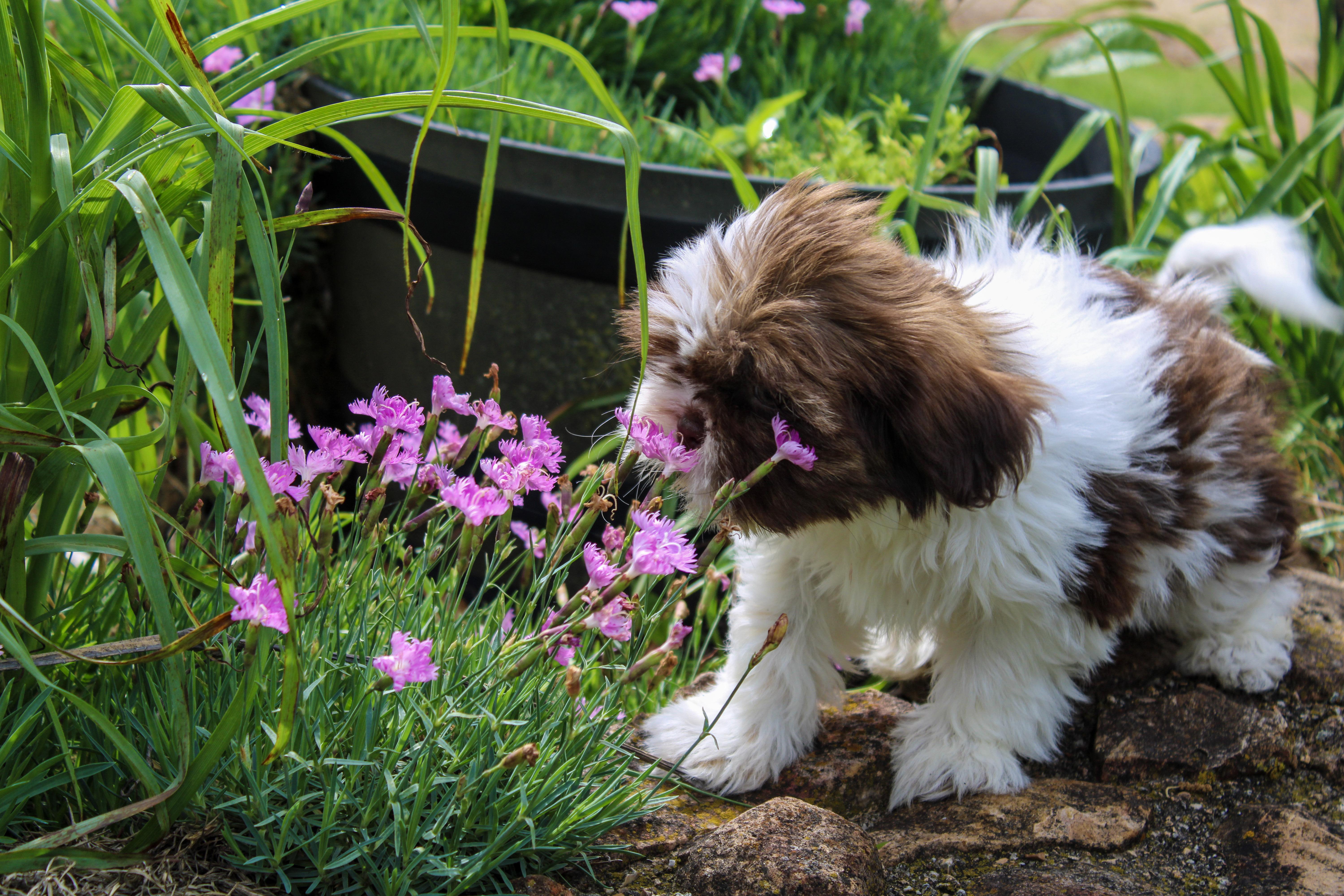 Dutchess, ADOPTABLE, Young Female Shih Tzu.