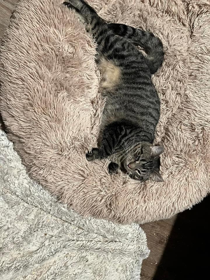 Beau, Adoptable, Kitten Male American Shorthair.