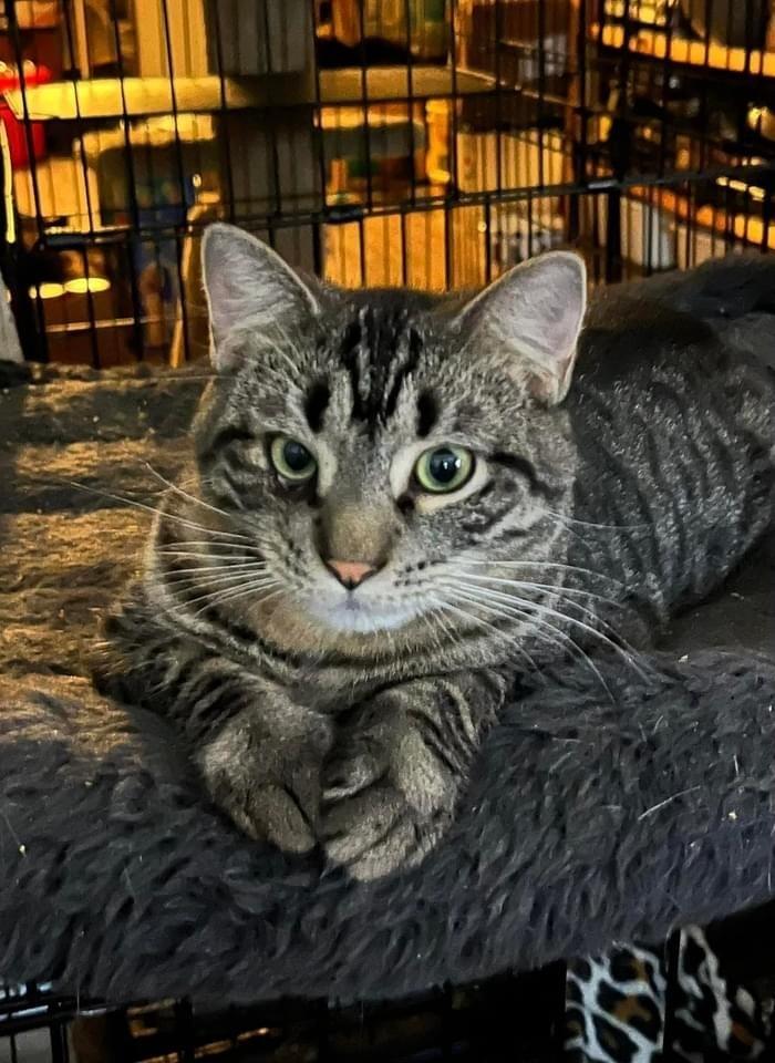 Enlarge Beau, a Adoptable mixed breed in levittown, NY image 2/2