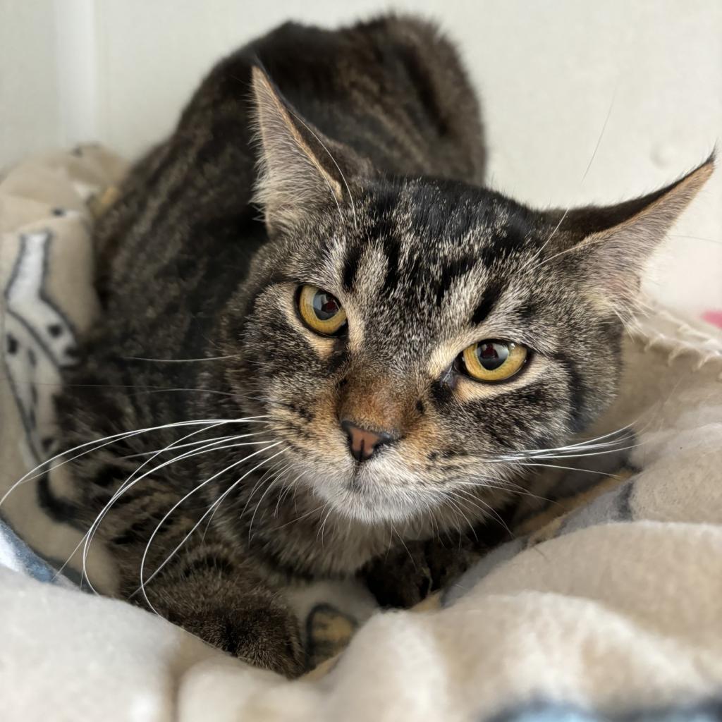 Enlarge Frankie, a Adoptable Domestic Short Hair in Rock Falls, IL image 1/3