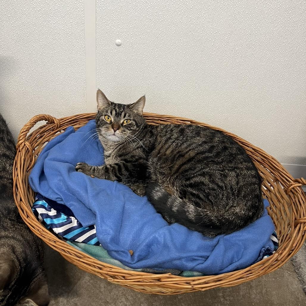 Enlarge Frankie, a Adoptable Domestic Short Hair in Rock Falls, IL image 2/3