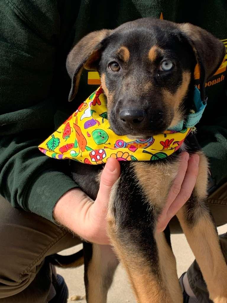 Star, adoptable, Puppy Female German Shepherd Dog.