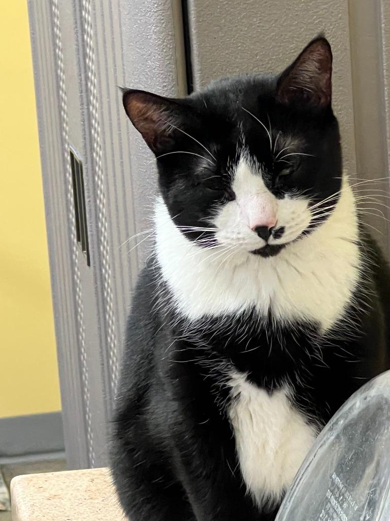 Rooney, Adoptable, Adult Male Domestic Short Hair.