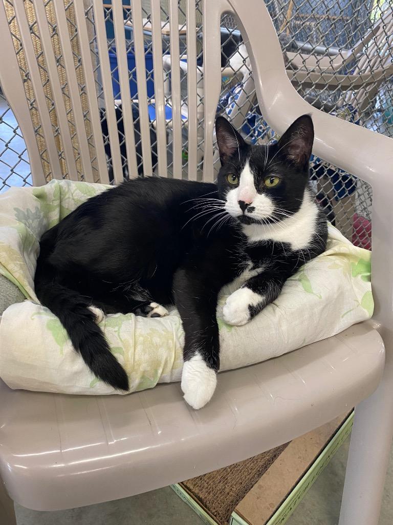 Rooney, Adoptable, Adult Male Domestic Short Hair.