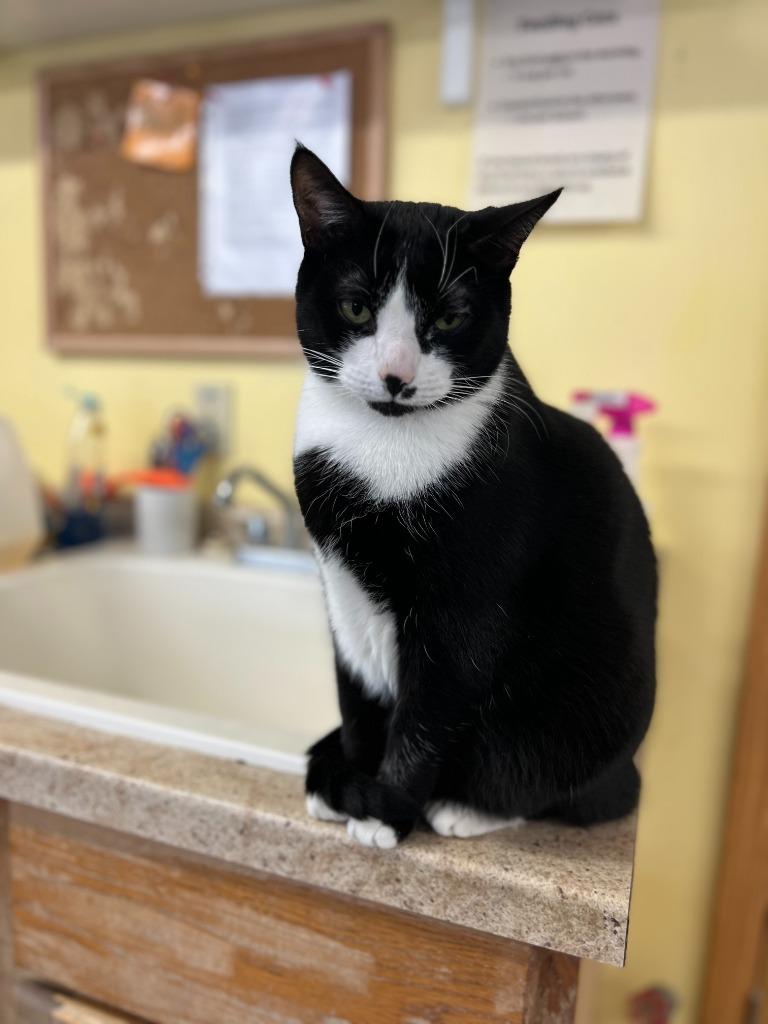 Rooney, a Adoptable mixed breed in Syracuse, IN image 3/3