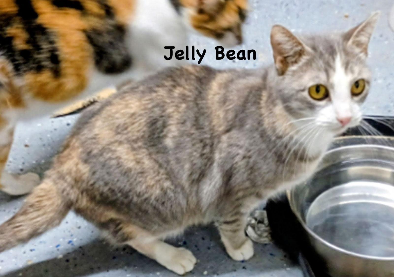 Enlarge Jelly Bean, a Adoptable mixed breed in Morehead, KY image 1/2