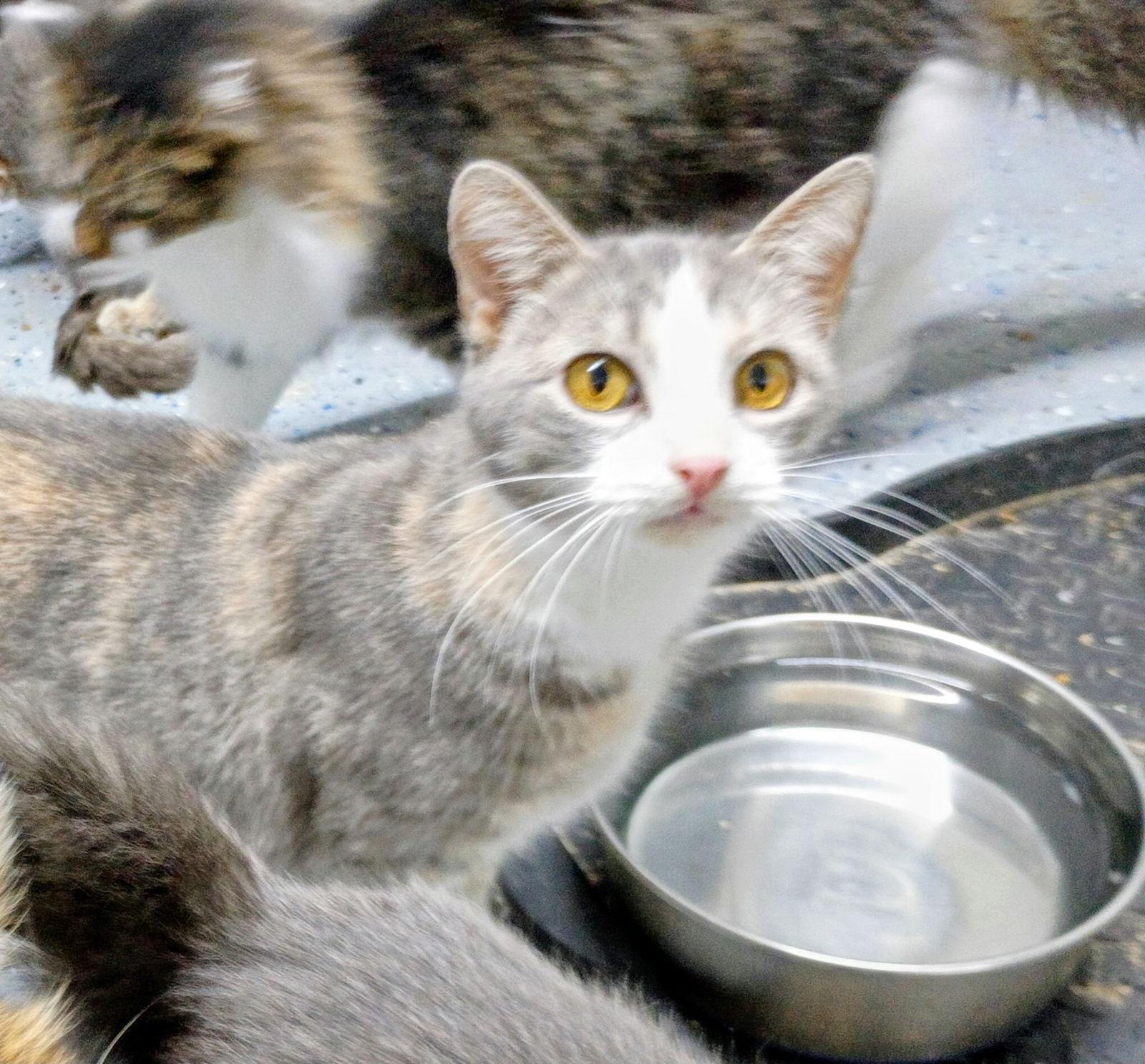 Enlarge Jelly Bean, a Adoptable mixed breed in Morehead, KY image 2/2