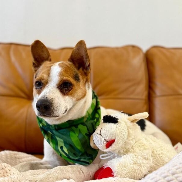 Jack Jack — thumbnail 4