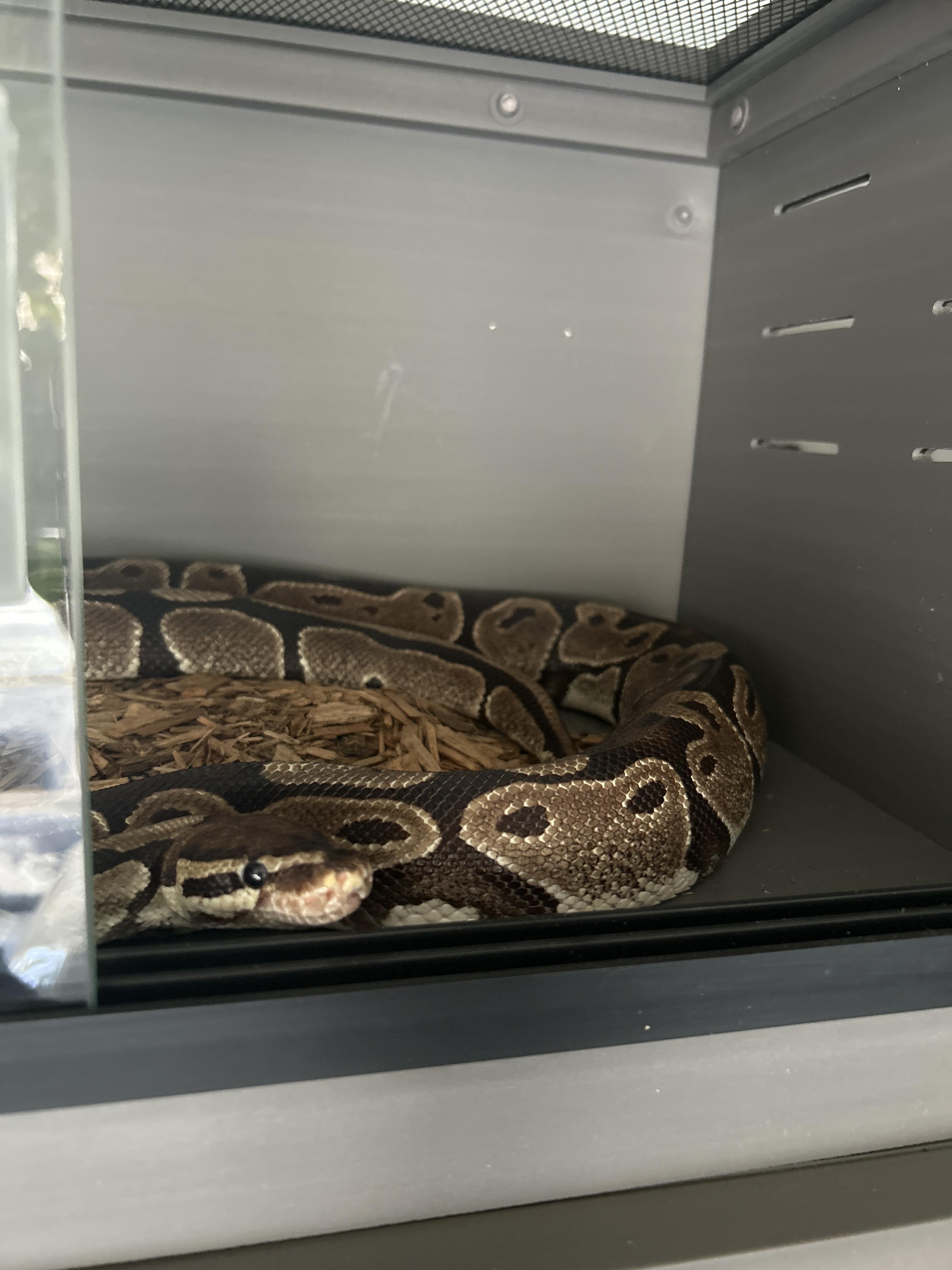 Kitter Ball Python, Adult Unknown unknown