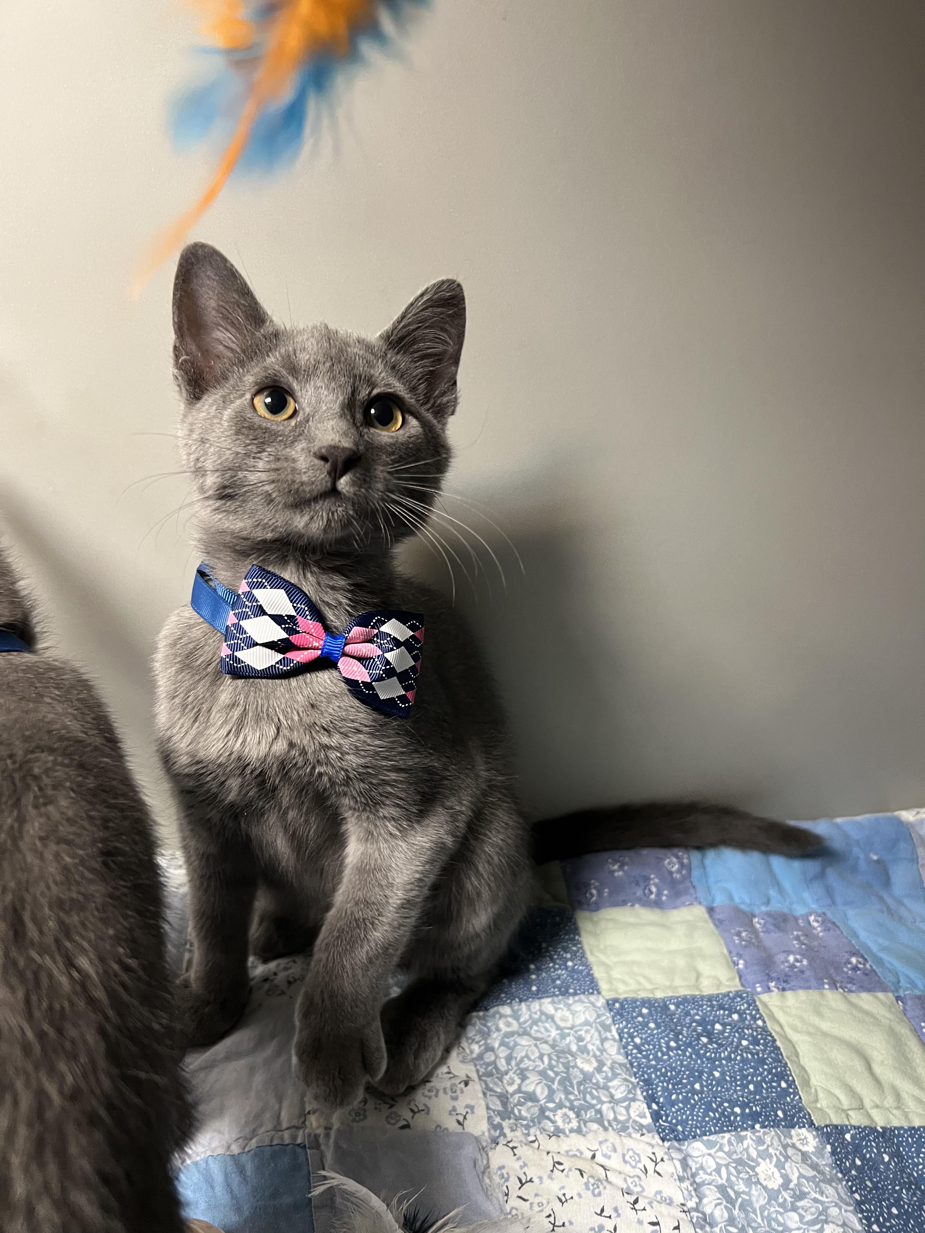 Everest, a Adoptable Domestic Short Hair in Gaithersburg, MD image 1/3