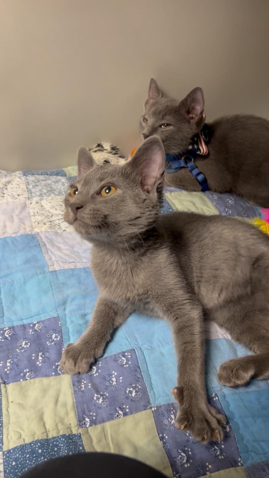 Everest, a Adoptable Domestic Short Hair in Gaithersburg, MD image 2/3