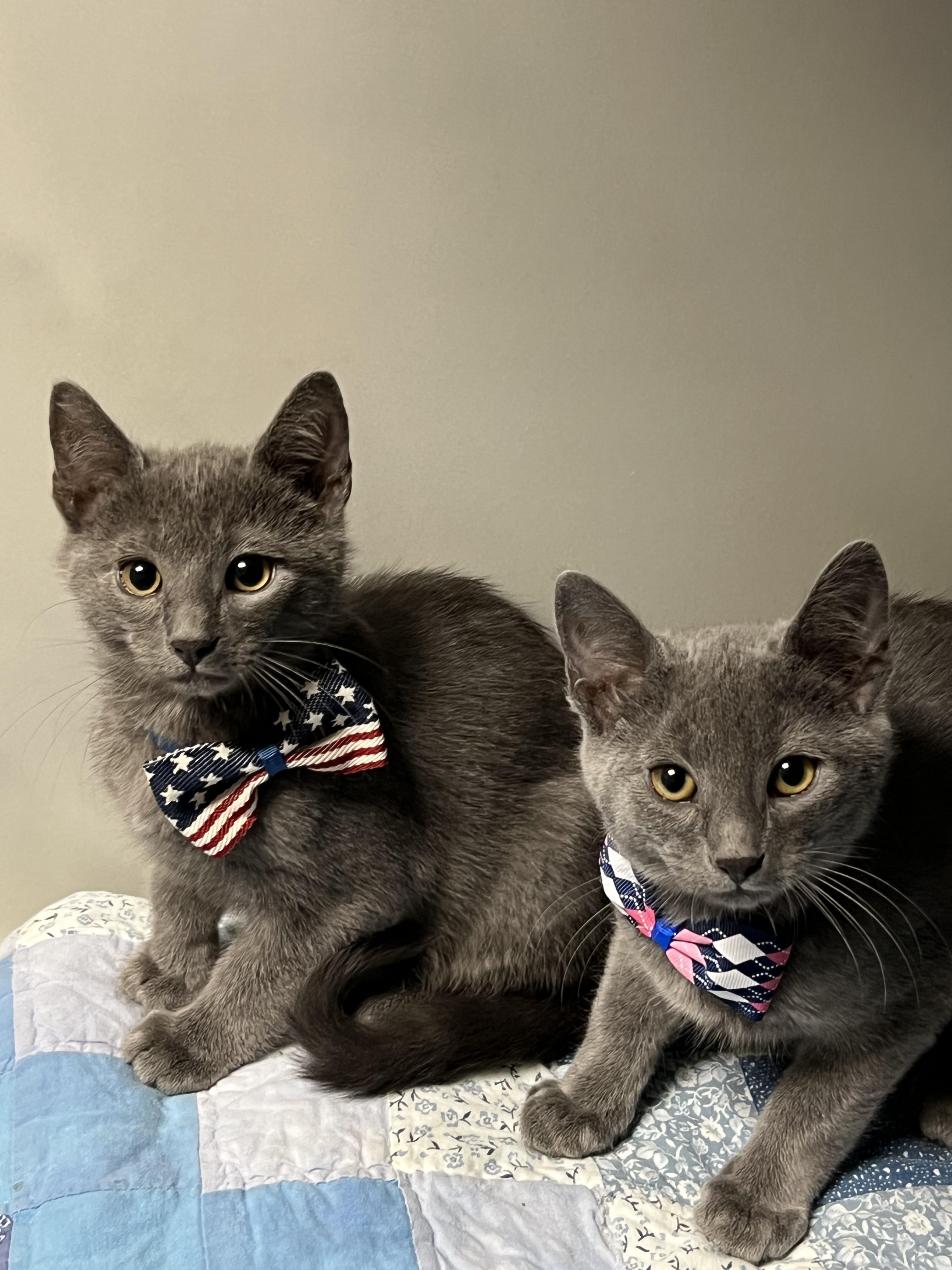 Everest, a Adoptable Domestic Short Hair in Gaithersburg, MD image 3/3