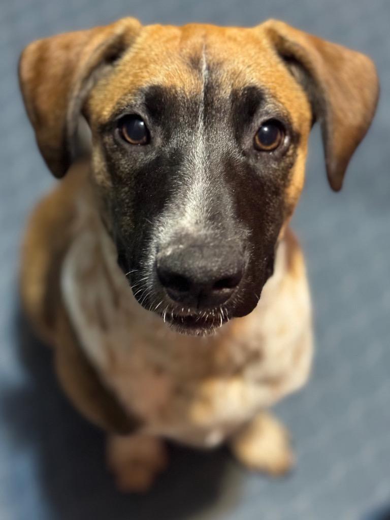 Enlarge Ruben, a Adoptable Cattle Dog in Fort Lupton, CO image 4/6