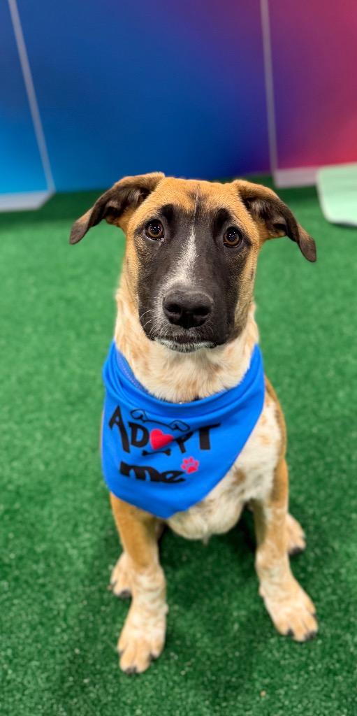 Enlarge Ruben, a Adoptable Cattle Dog in Fort Lupton, CO image 5/6