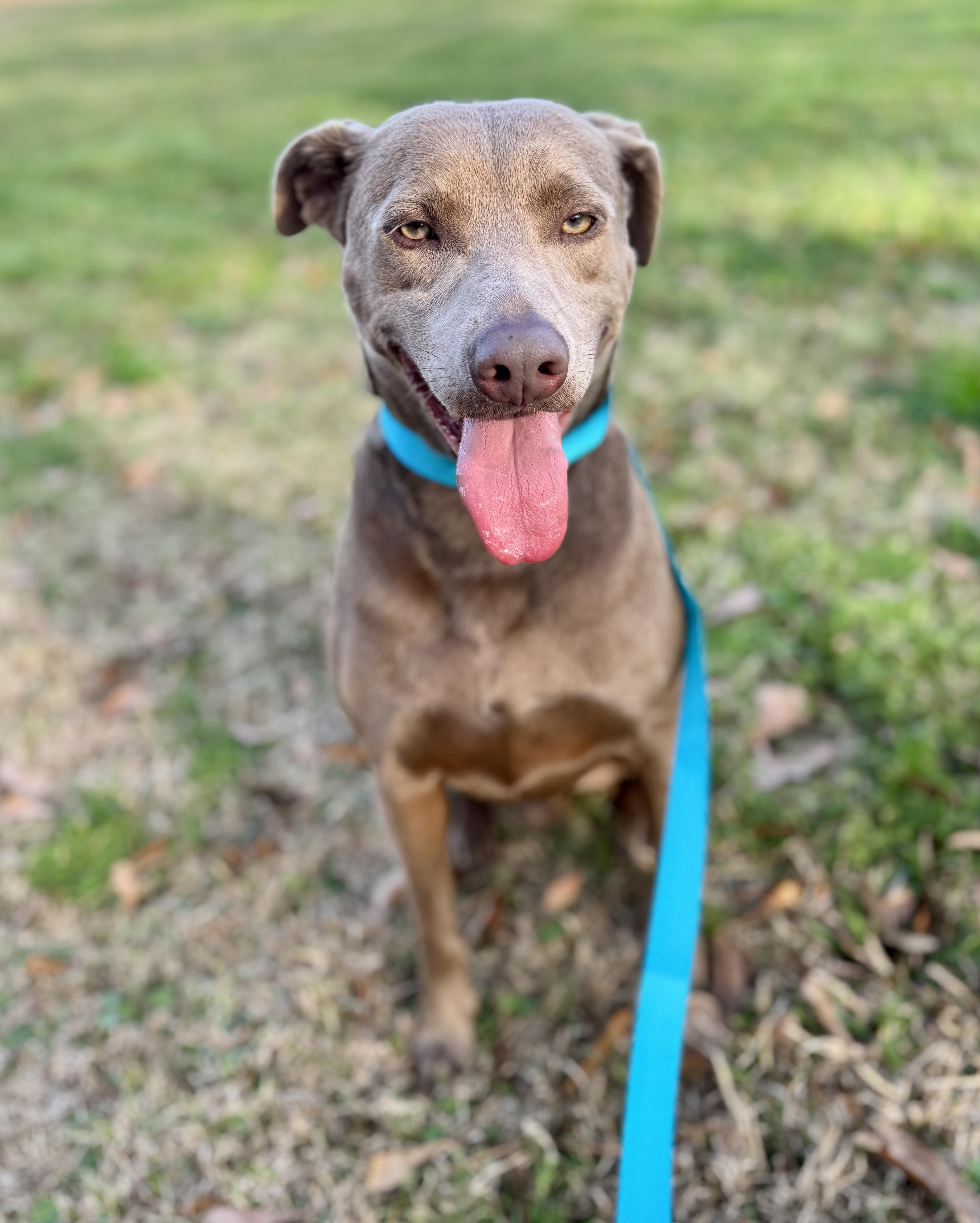 Enlarge Toby, a Adoptable mixed breed in Hagerstown , MD image 5/6
